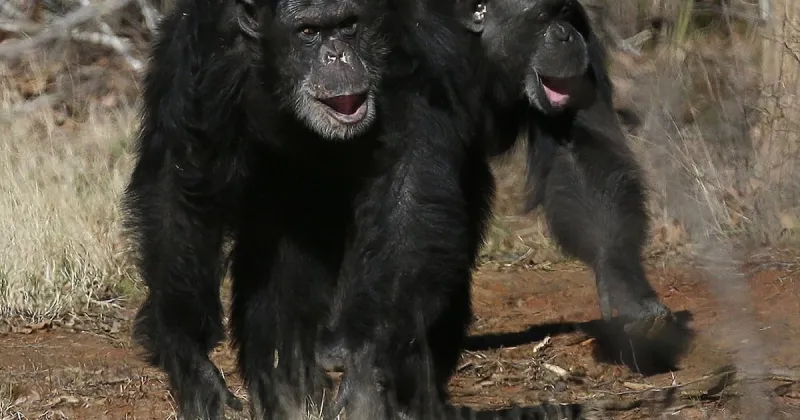 Laughter Similarities Found in Humans and Great Apes
