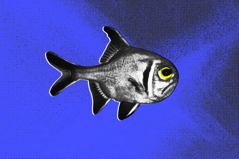 Light Pollution Disrupts Coastal Fish Behavior