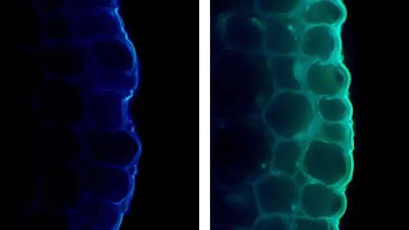 Light's Dual Role in Plant Stem Strength Revealed