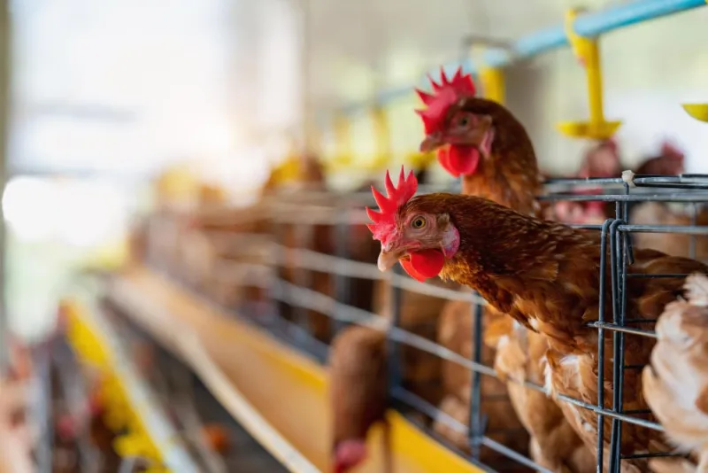 Prix du poulet vif à 9 DH/kg, pertes de 2-3 DH/kg pour les éleveurs