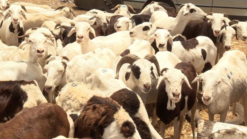 Livestock: New Reconstruction Program Launched After Festival