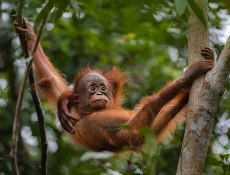 Living Planet Report: 69% Wildlife Decline Since 1970