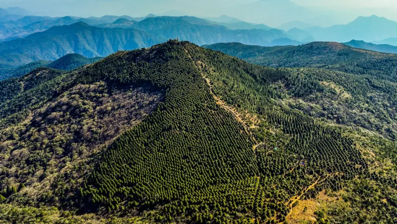 Machine Learning Maps Forest Soil Fungi from Drones