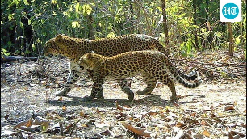 Madhya Pradesh NGO Accused of Poaching Leopards for Funds