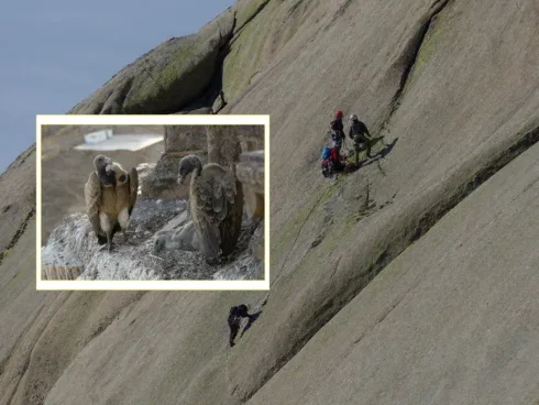 Madrid park bans climbing to protect nesting birds of prey