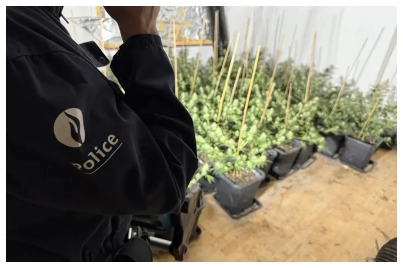 Importante culture de cannabis découverte près de la frontière française
