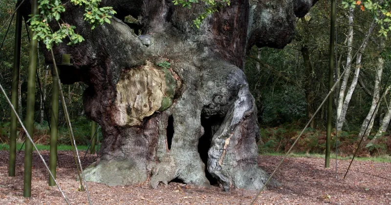 Major Oak in Sherwood Forest Declared Dead at 1,200