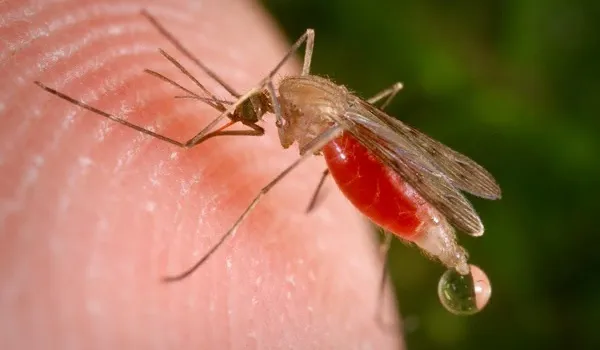 Baisse des décès liés au paludisme dans la région d'Ashanti