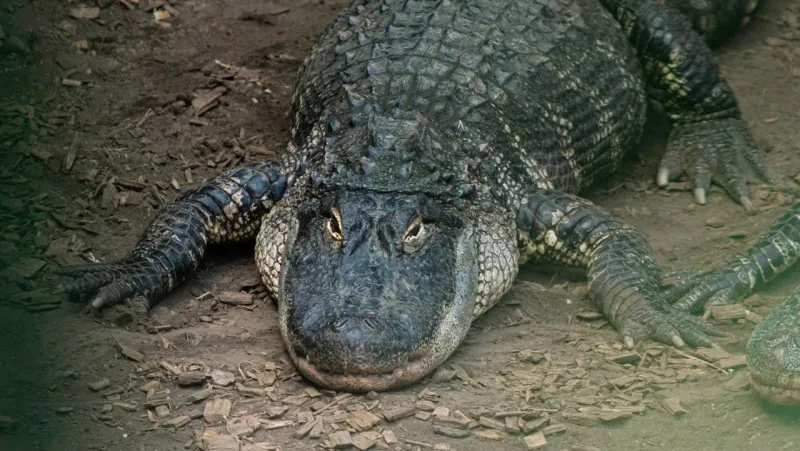 Homme arrêté après qu'un garçon soit tombé dans l'enclos aux crocodiles