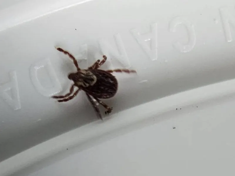 Manitoba warns of tick, mosquito season