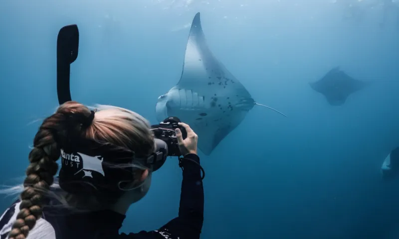 Manta Trust Invites Maldives Visitors to Support Research