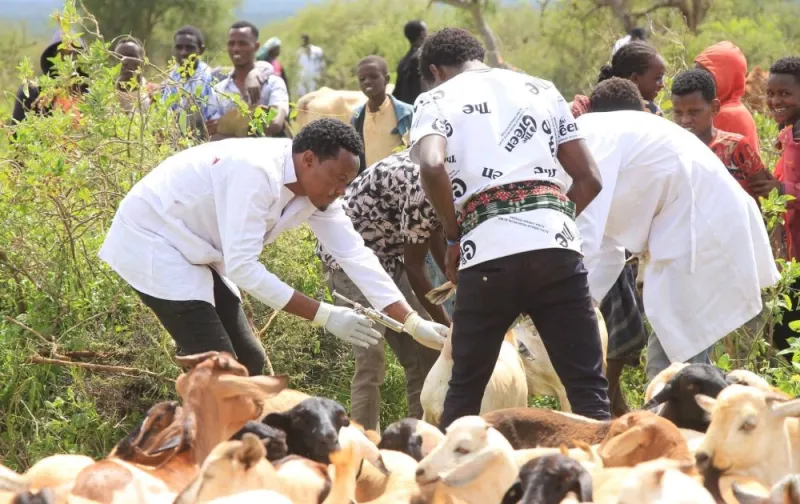 Marsabit Joins Kenya-Ethiopia Livestock Vaccination Drive