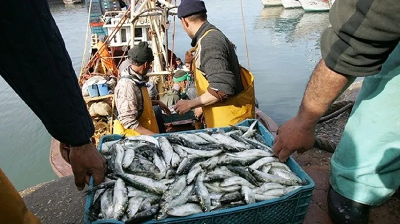 Mediterranean Ports See 11% Rise in Fish Landings by April