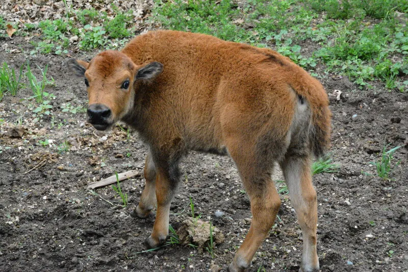 Minnesota Zoo Welcomes Baby Bison Calf