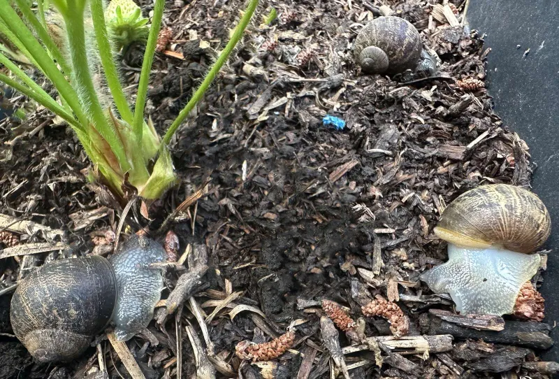 Mode of Action Key in Snail and Slug Control