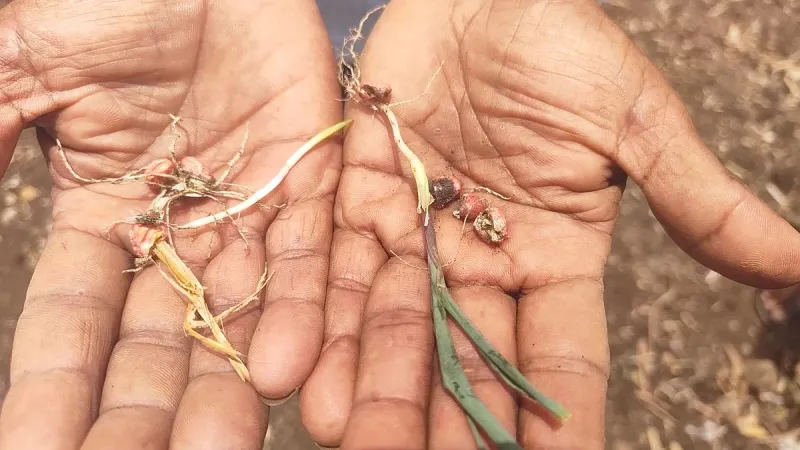Monsoon Delay Damages Kharif Crops in India