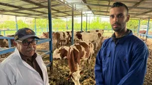Race montbéliarde : éleveurs marocains et français unis