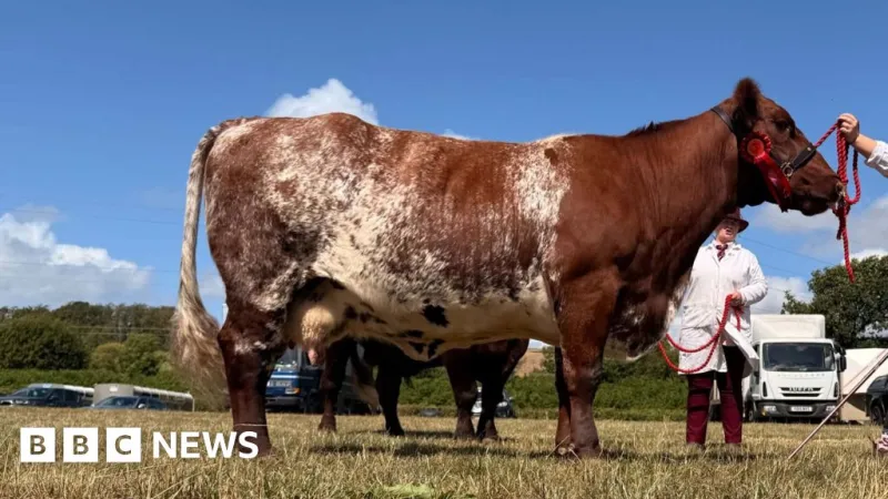 'Moolywed' cow bride seeks wedding dress for big day