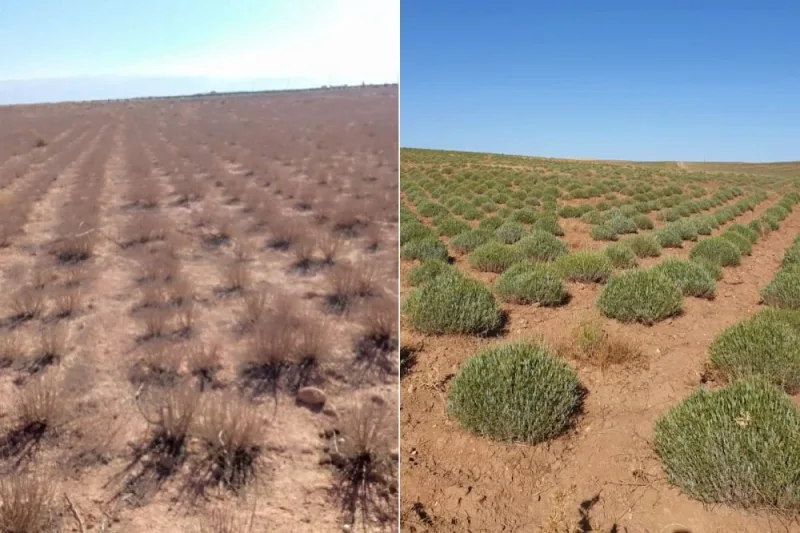 Moroccan Aromatic Plants Recover After Severe Drought