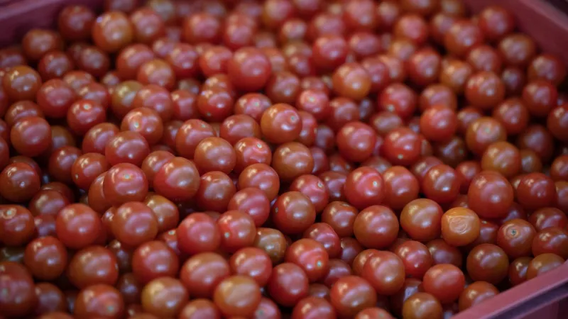 Moroccan cherry tomato imports anger French growers