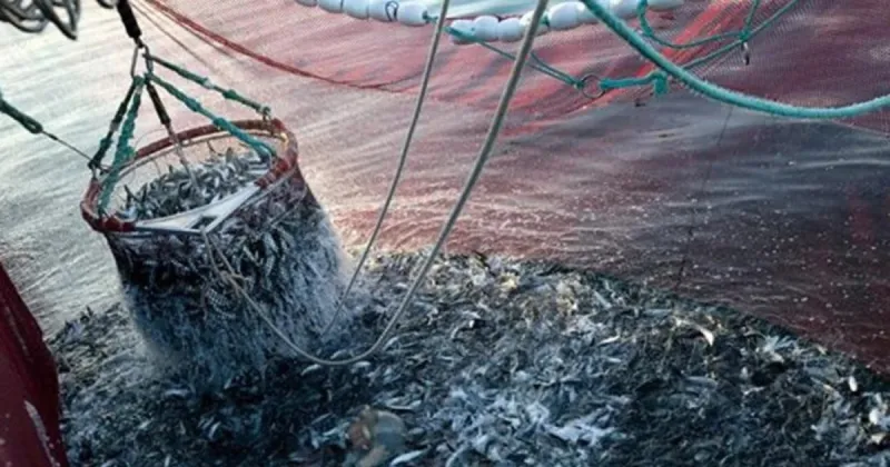 Moroccan Fisheries Sales Drop 3% to 3.11B Dirhams