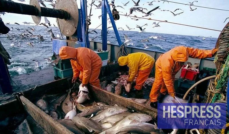 Moroccan fisheries sales hit 3.11B dirhams in Q1 2026, down 3%