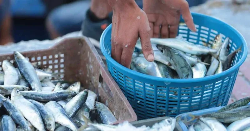 Moroccan Fishing: Cephalopod and Crustacean Values Hold Amid Decline