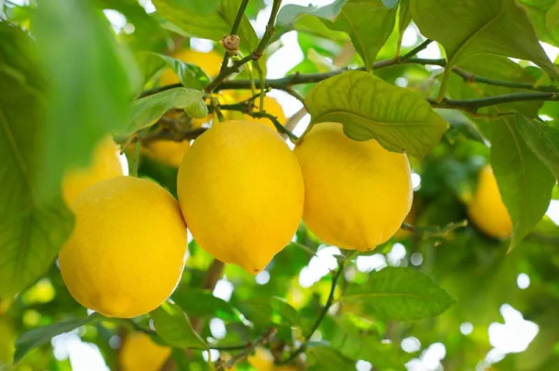 Exportations de citrons marocains à des niveaux records en 2026