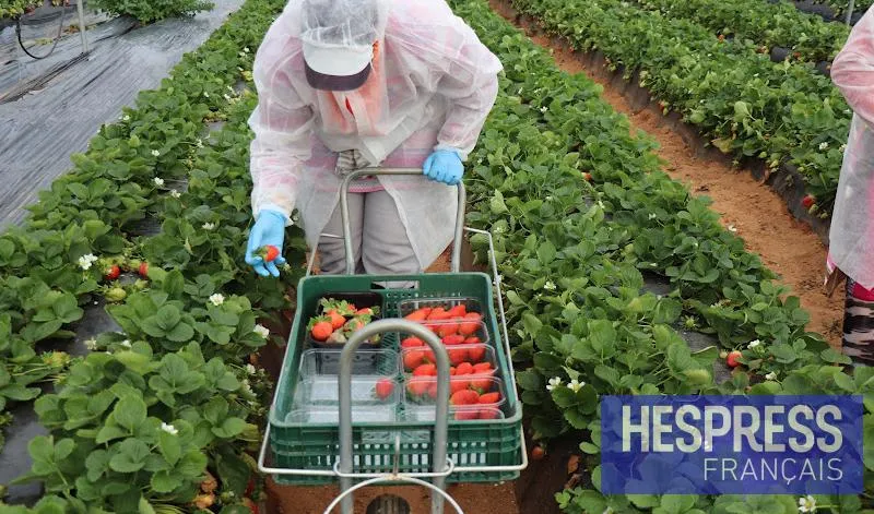 Moroccan seasonal workers in Spain face abuses after death
