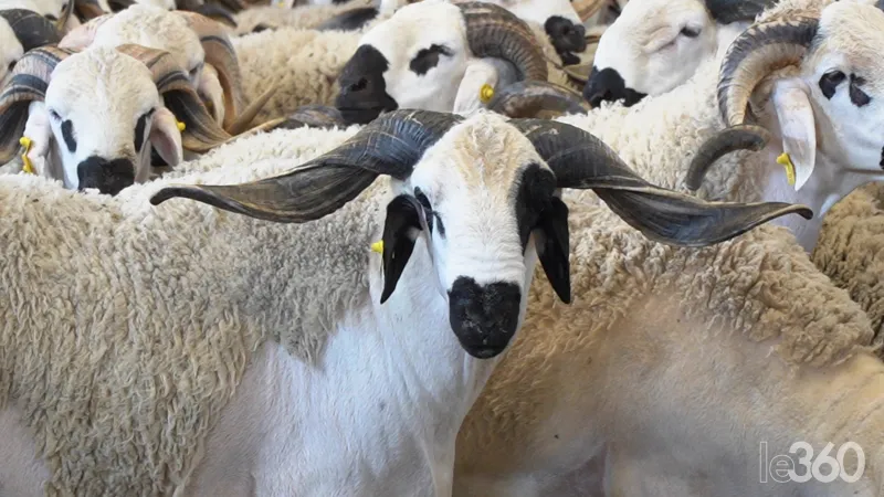 Moroccan Sheep Breeds for Eid al-Adha: Sardi, Béni Guil, Timahdite