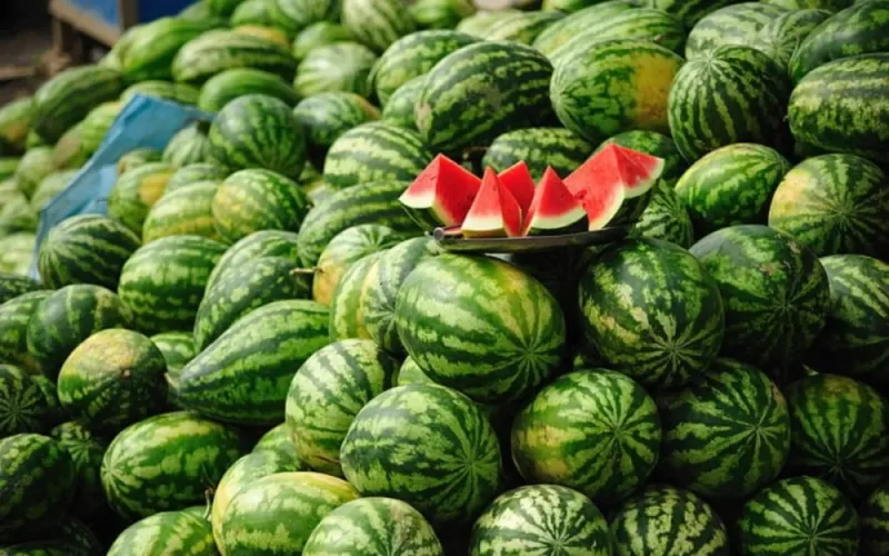 Moroccan Watermelon Rumors: Sales Drop, Intermediaries Profit
