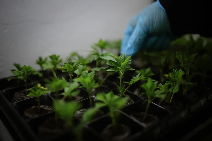 Morocco: 4,147 Cannabis Use Permits Granted in 2025