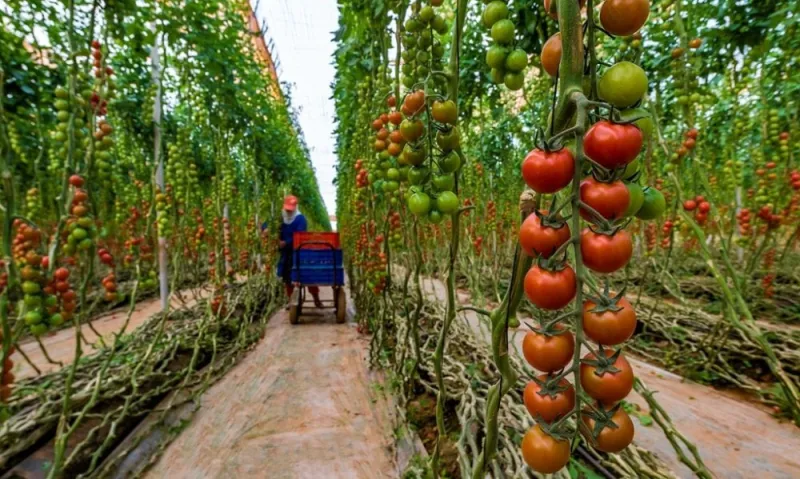 Maroc : ajustements temporaires à l'export de tomates, pas d'interdiction