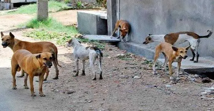 Morocco Animal Rights Bill 19.25 Sparks Concern