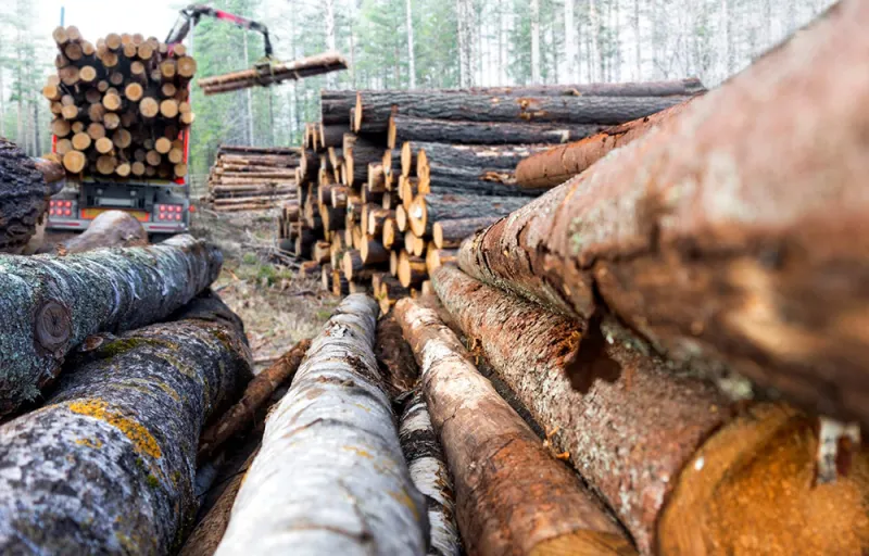 Morocco Becomes 2nd Top Buyer of Turkish Forest Products in Q1 2026