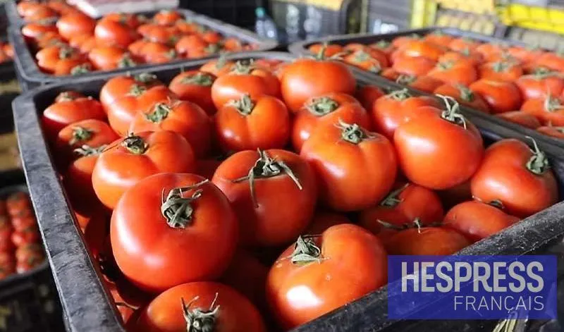 Le Maroc devient le troisième exportateur mondial de tomates en 2025
