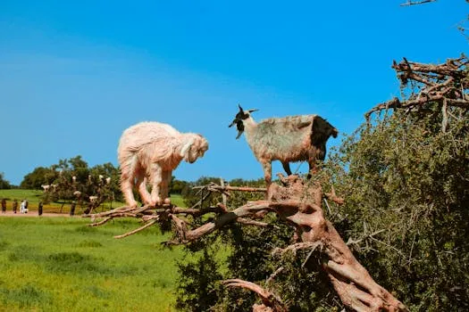 Morocco Boosts Livestock, Genomics at SIAM 2026