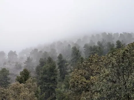Morocco Boosts UN Forest Forum with Active Role