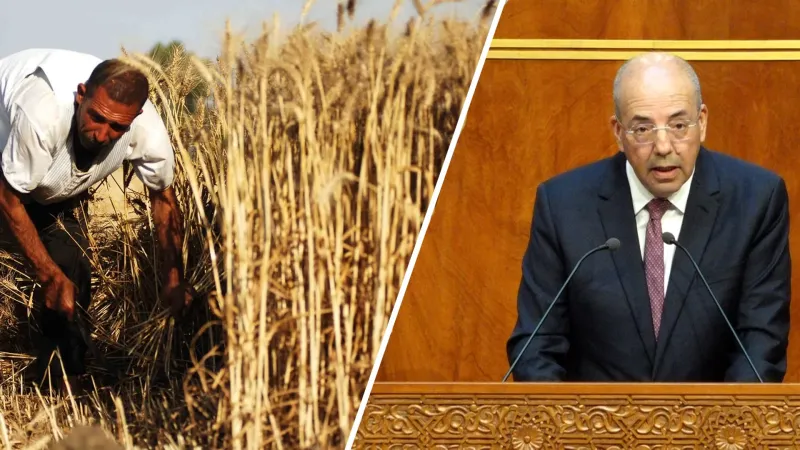 Le Maroc confirme une récolte céréalière record de 90 millions de quintaux
