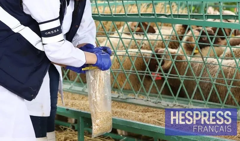 Les audits douaniers perturbent les importateurs d'aliments