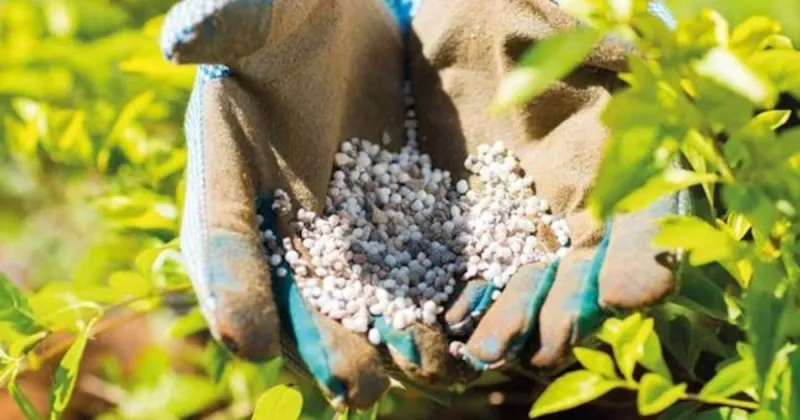 Morocco Emerges as Key Global Fertilizer Supplier Amid Middle East Tensions