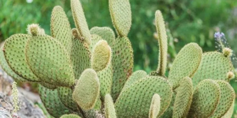 Morocco Fights Cactus Pest with Sustainable Solutions