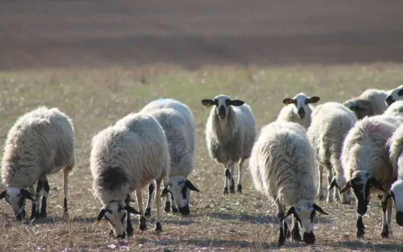 Morocco Imposes 200% Tariff on Spanish Sheep Imports