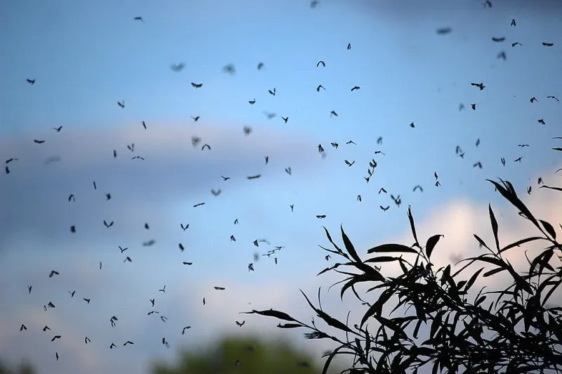 Morocco Intensifies Summer Fight Against Flying Insects