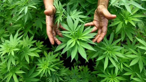 Le Maroc passe du cannabis réglementé au cannabis prescrit