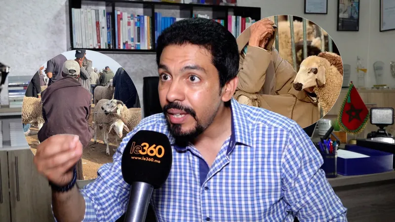 Morocco MP Questions Sheep Prices for Eid al-Adha