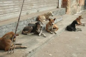 Maroc : le Parlement assouplit les amendes pour nourrissage des animaux errants