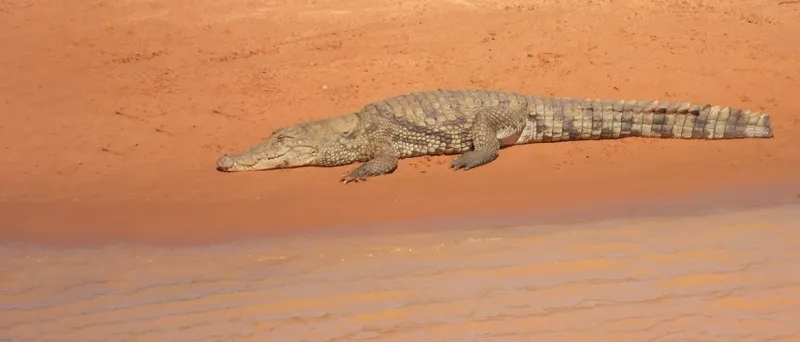 Morocco Plans to Reintroduce Crocodiles to Wild