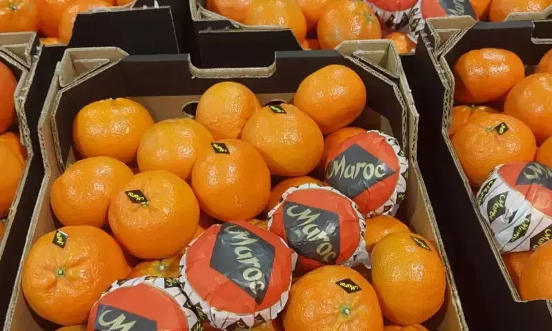 Morocco Ranks 9th in Fresh Vegetable Exports in 2025