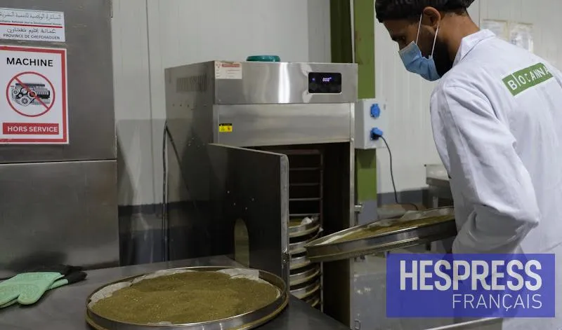 Morocco Ready for Therapeutic Cannabis: Official